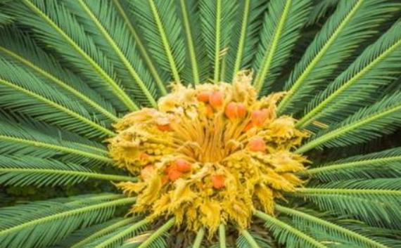 苏铁属于哪类植物?苏铁能开花吗