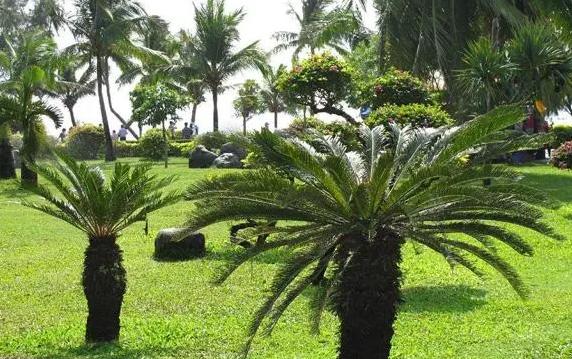 苏铁是什么植物？苏铁的外形有什么特点