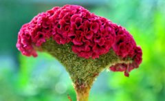 鸡冠花鸡冠花的品种分类