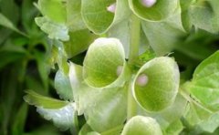 贝壳花的花语是什么贝壳花应该种植