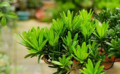 养罗汉松用什么盆最好罗汉松的最佳修剪时间