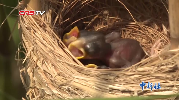 有&ldquo;鸟中大熊猫&rdquo;之称的震旦雅雀出现在江苏省泗洪县洪泽湖湿地国家级自然保护区