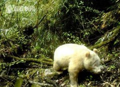 四川卧龙惊现白色大熊猫，四川卧龙拍摄到首