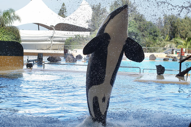 世界十大攻击力最强的动物:虎鲨排第二,虎鲸排第一