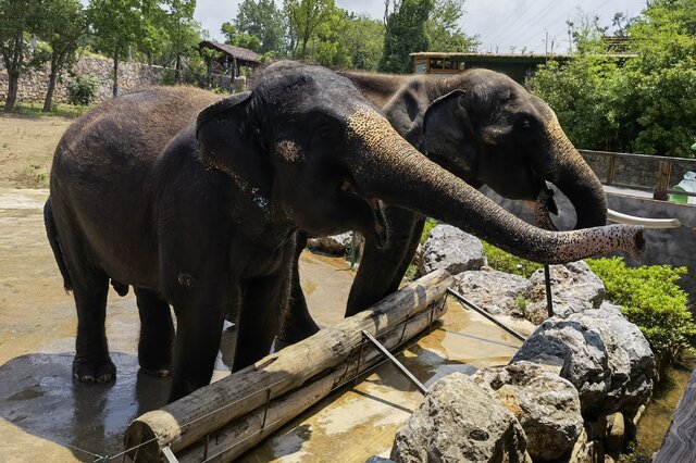 世界十大攻击力最强的动物:虎鲨排第二,虎鲸排第一
