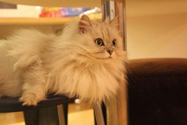 地球上10大最美的猫咪:孟买猫上榜,布偶猫排第一位