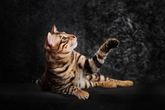 地球上10大最美的猫咪:孟买猫上榜,布偶猫排第一位