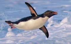 企鹅属于鸟类还是鱼类企鹅是生活在水中的动物吗？