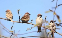 麻雀寿命自然有多长麻雀生活习性