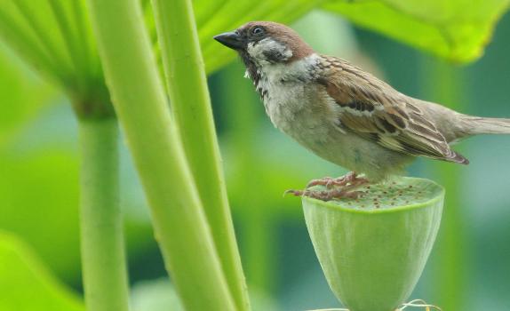 麻雀寿命自然有多长?麻雀有什么生活习性