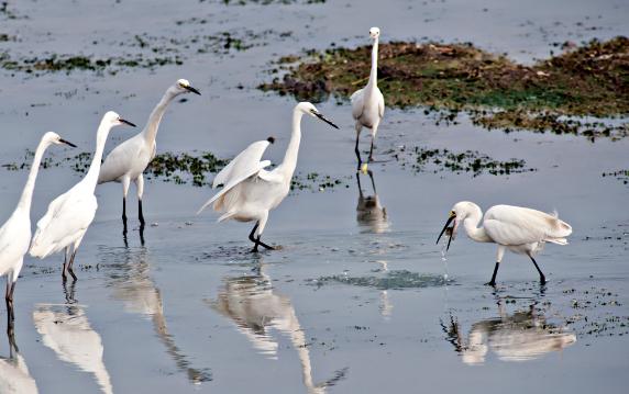 白鹭如何觅食?白鹭在哪搭窝