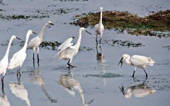 白鹭觅食白鹭在哪搭窝