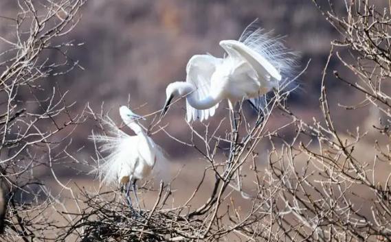 白鹭如何觅食?白鹭在哪搭窝