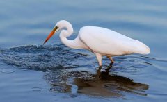 白鹭的美体现在哪些方面白鹭的精神品质