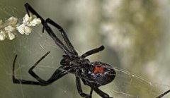 黑寡妇蜘蛛藏有剧毒其毒液价值连城