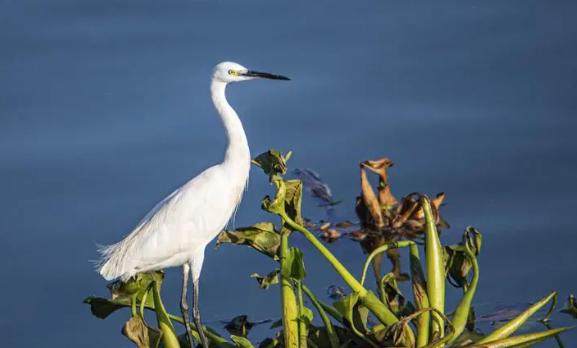 白鹭是国家几级保护动物？白鹭的食物有哪些