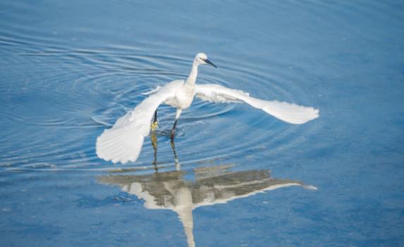 白鹭会游泳吗?白鹭属于什么科