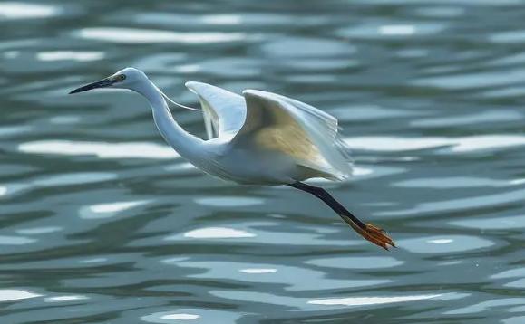 白鹭会游泳吗?白鹭属于什么科