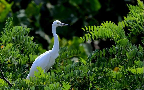 白鹭一般生活在哪里？白鹭是一种什么样的动物