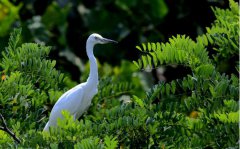 白鹭一般生活？白鹭是一种什么样的动物