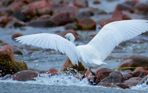 白鹭一般生活在哪里？白鹭是一种什么样的动物