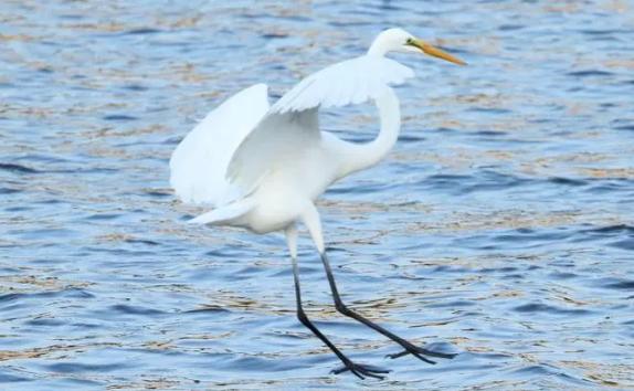 白鹭的外形特点是怎样的？白鹭的生活环境