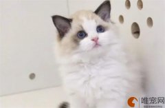 10000元的布偶猫