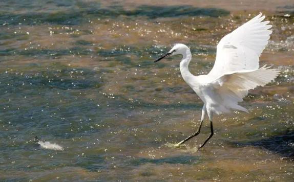 白鹭的体型有多大?白鹭身高