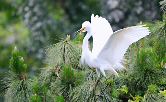 白鹭的体型有多大?白鹭身高