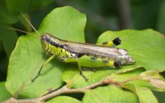 蚂蚱的生理特性及生活方式蚂蚱养