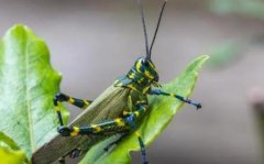 蚂蚱分辨是公是母蚂蚱吃什么