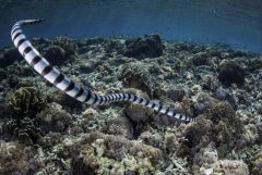 海蛇有毒吗？带你了解海蛇的具体性质
