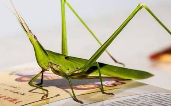 蚂蚱在十二生肖指什么动物?蚂蚱的习性是什么