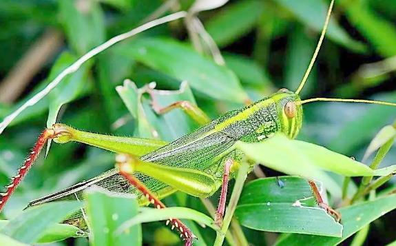 蚂蚱在十二生肖指什么动物?蚂蚱的习性是什么