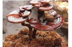 灵芝可以降血糖吗？灵芝主要成份与疗效有哪些