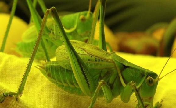 蝈蝈一般喂什么好？蝈蝈和螳螂的区别是什么