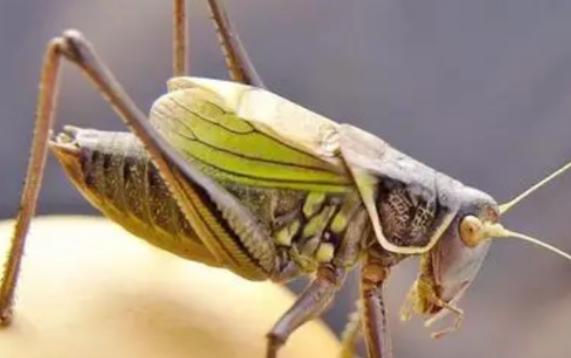 蝈蝈一般喂什么好？蝈蝈和螳螂的区别是什么