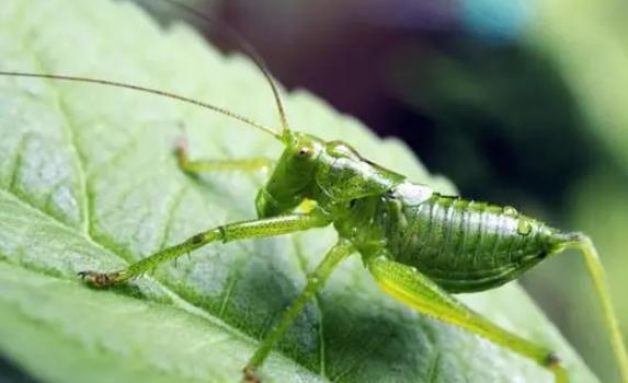 如何挑选好蝈蝈？蝈蝈怎样才算吃饱