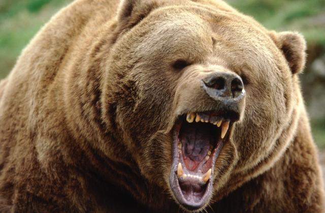 森林里什么动物最厉害 老虎、狮子、熊、豹子、狼谁厉害