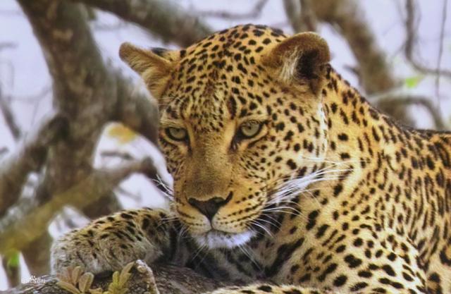 森林里什么动物最厉害 老虎、狮子、熊、豹子、狼谁厉害