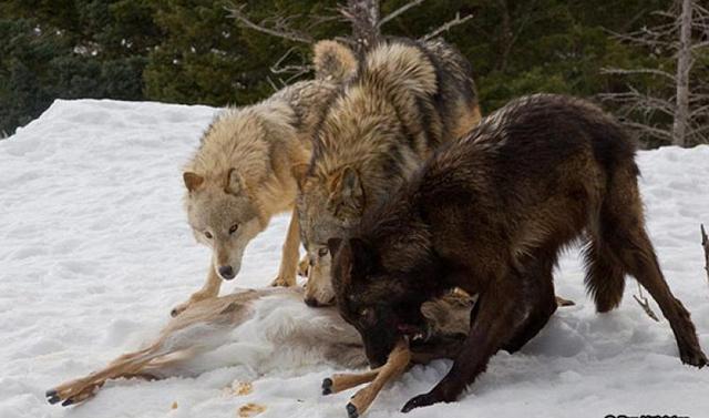 森林里什么动物最厉害 老虎、狮子、熊、豹子、狼谁厉害