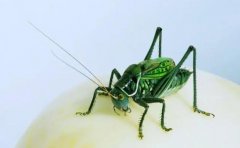 绿蝈蝈蝈蝈的特点
