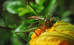 蝈蝈吃什么食物活的久蛐蛐和蝈蝈是一样的吗？