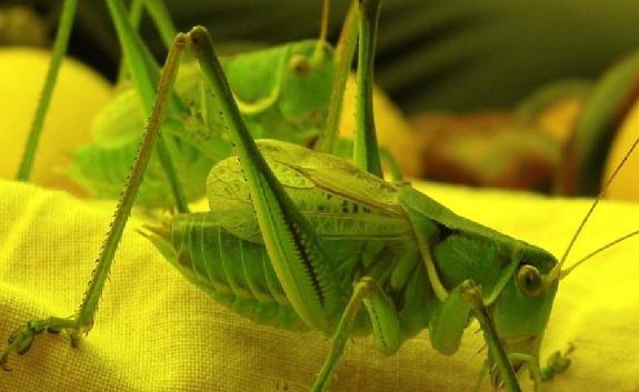 蝈蝈吃什么食物活的久？蛐蛐和蝈蝈是一样的吗