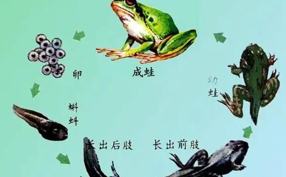 蝌蚪要多久才能变成青蛙?蝌蚪的天敌有哪些