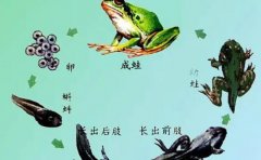 蝌蚪要多久才能变成青蛙蝌蚪的天敌有哪些