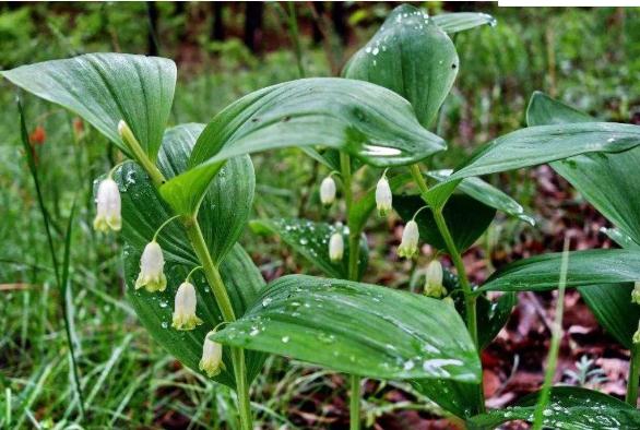 食用玉竹会引起腹泻吗？玉竹可以降血糖吗？