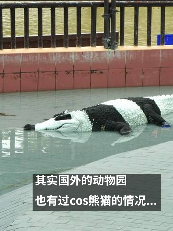 动物园用狗子假扮熊猫 难怪它们狗里狗气的