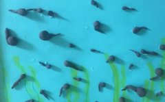 什么季节才有小蝌蚪小蝌蚪生长的顺序是什么