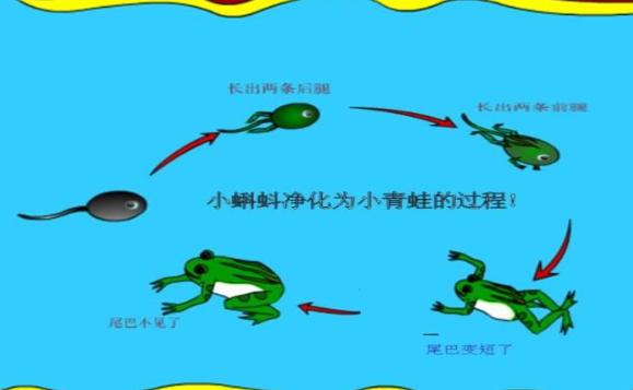 什么季节才有小蝌蚪？小蝌蚪生长的顺序是什么